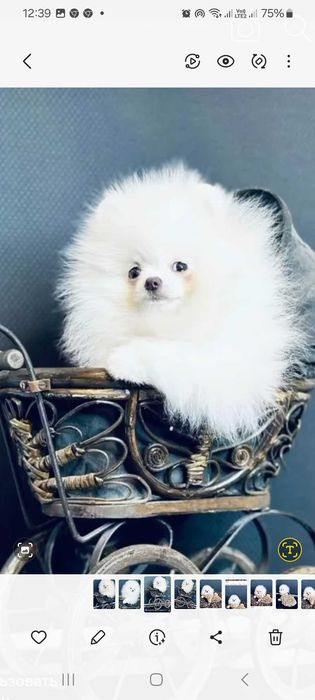 Шпиц с размером горошка