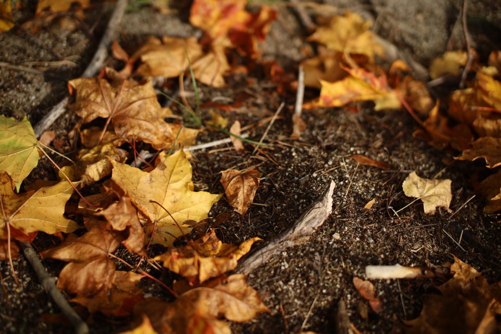 obiektyw Youngnuo 50mm f1.4 z Autofocus do Canon EF