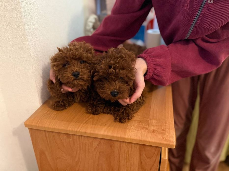 Шикарные ред брауны девочки