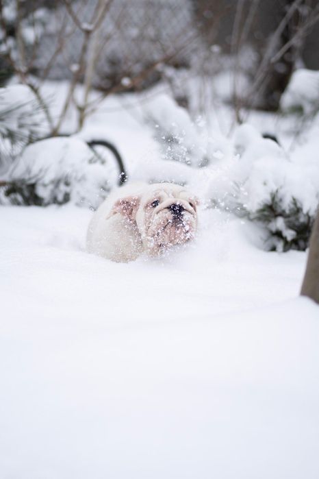 Бульдог КСу дівчинка Ліберті