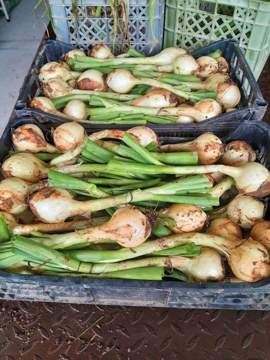 Cebola Nova Nacional