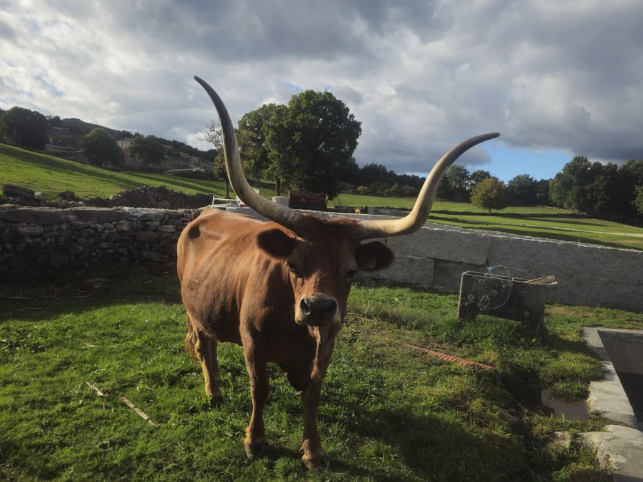 Vaca de Raça Barrosã com Cria