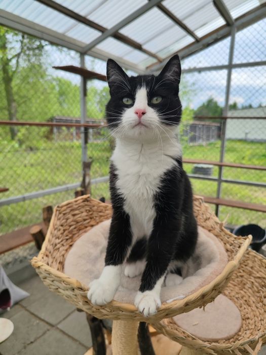 Niesamowity, przyjazny roczny kocurek do adopcji
