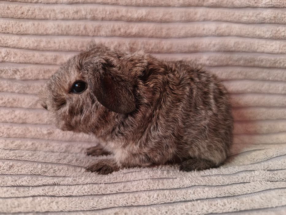 Морська свинка Американський Тедді