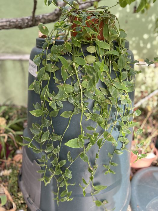 Planta da Fortuna em vasinho faço envios