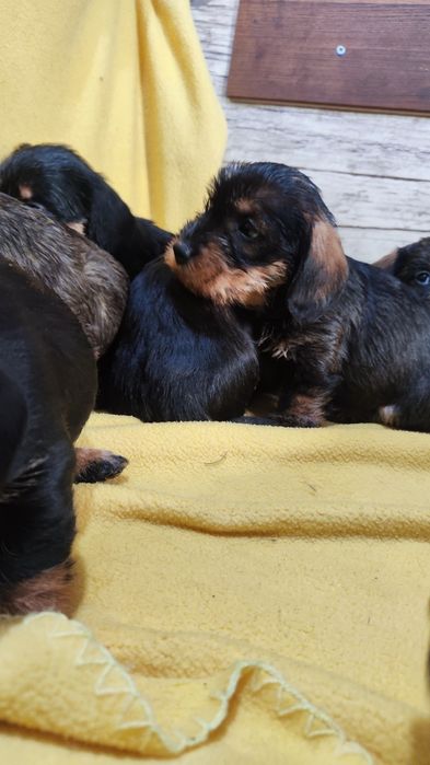 Jamnik szorstkowłosy