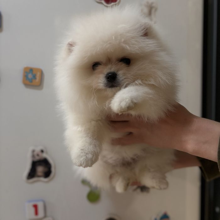 ляльковий Ведмедик хлопчик