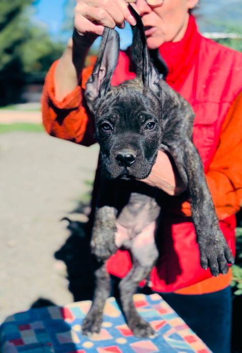 Cane corso-szczenie z rodowodem FCI