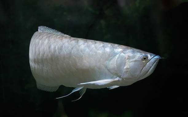 Arowana srebrna - Osteoglossum bicirrhosum - dowóz, wysyłka