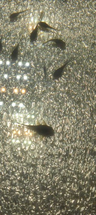 Продам L-сомов "Зелёный дракон"