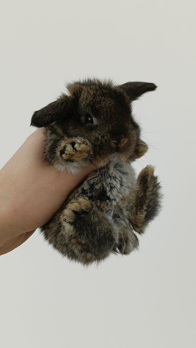 Mini lop króliki karzełek miniaturka baranek hodowla