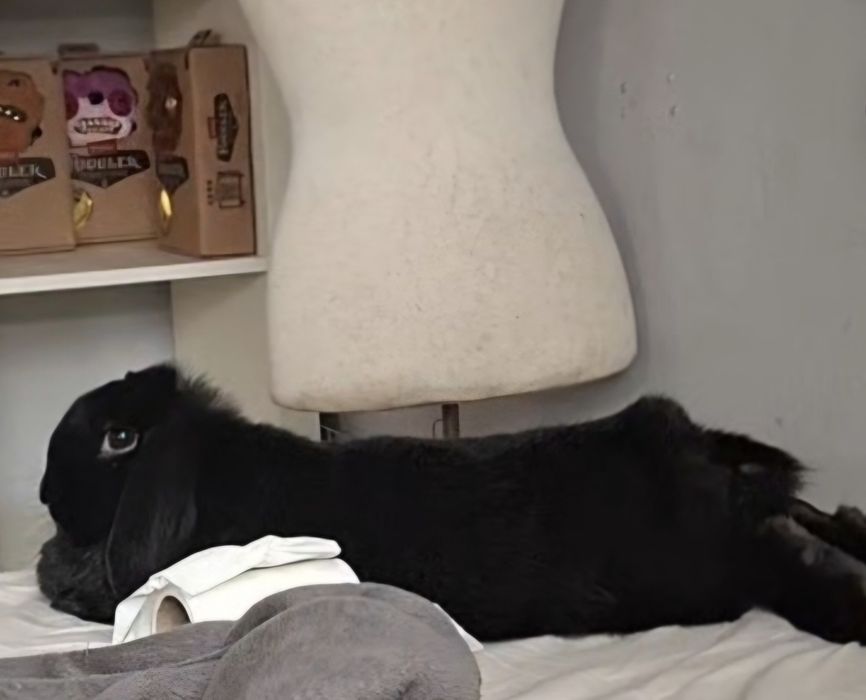 Króliczek szuka domu