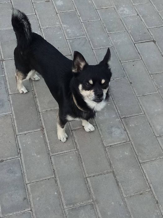 Чихуахуа вязка хлопчик