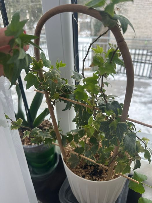 ozdobny bluszcz ostrolistny