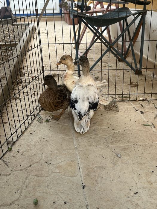 Pato mignon disponiveis