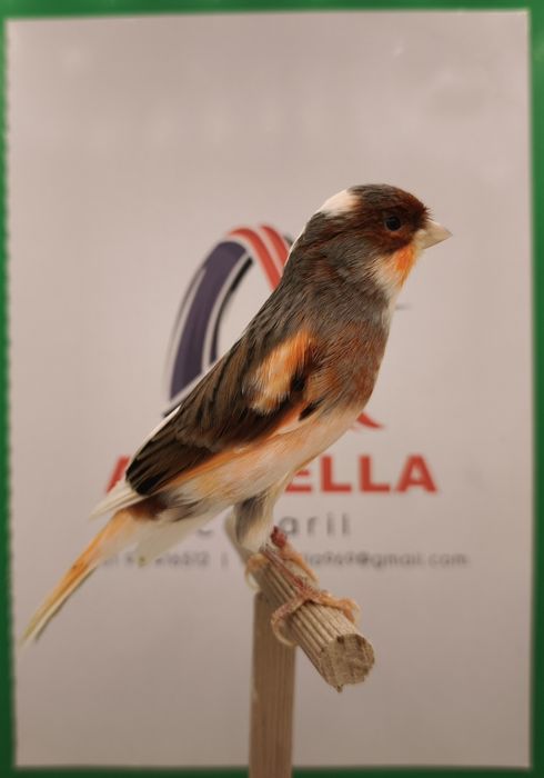 Canários arlequim português