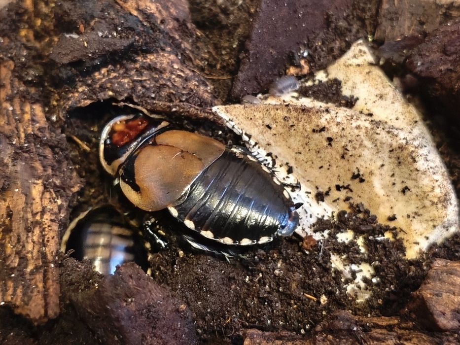 Hormetica sp Colobia 10szt miks wielkości