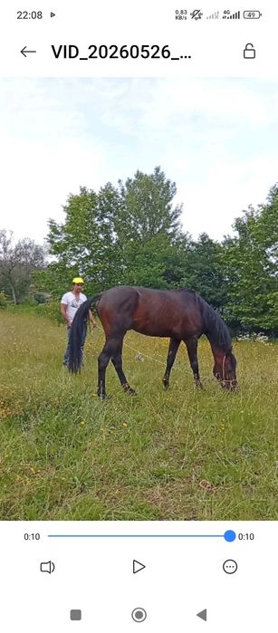 Vende-se cavalo inteiro trutador