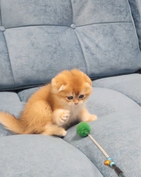 Шотландський вислоухий хлопчик