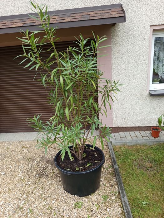 2x Oleander różowy wysokie kilkuletnie