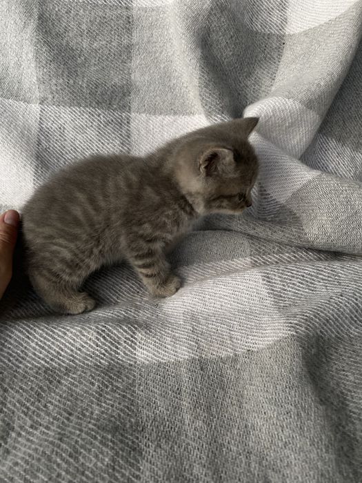 Кошенята прямовухі