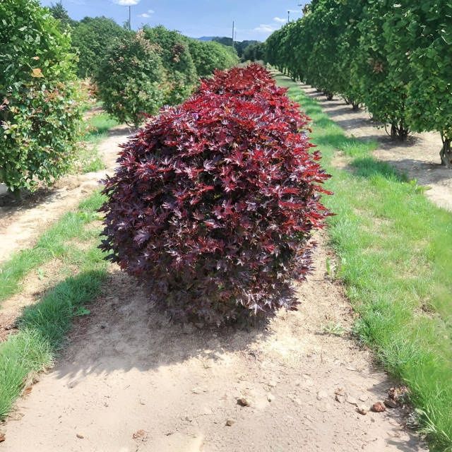 Пухироплідник калинолистий Ред Барон