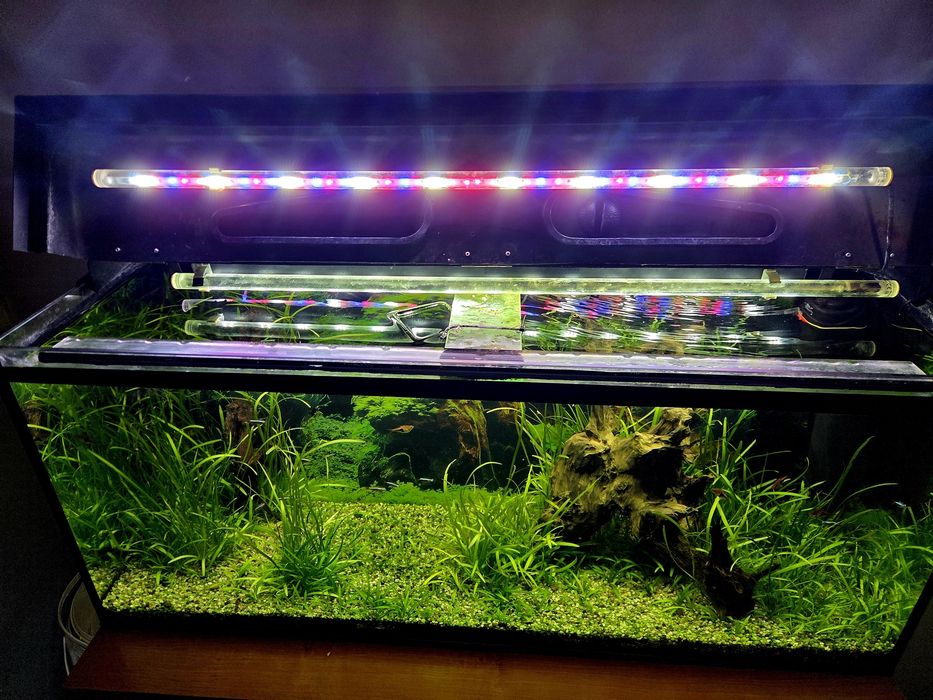 Akwarium 240l z życiem