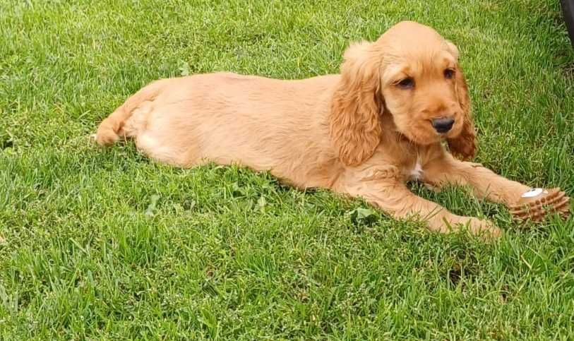 Cocker Spaniel.
