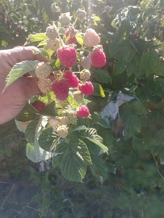 Продам саджанці малини