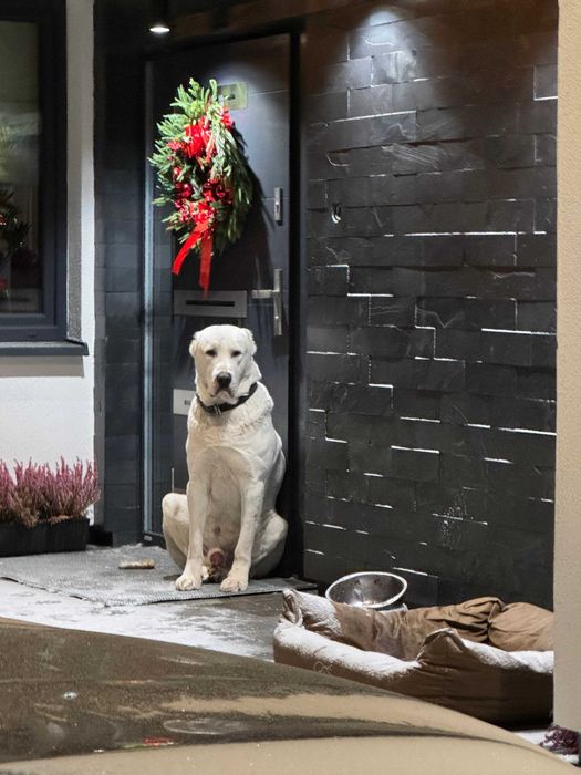 Owczarek środkowoazjatycki