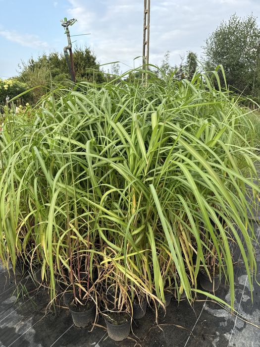 Miskant chiński Memory