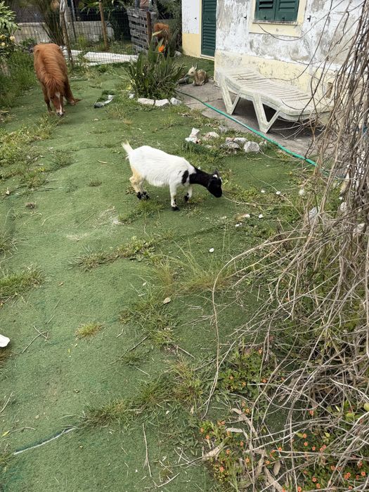Cabras micro anas adultas