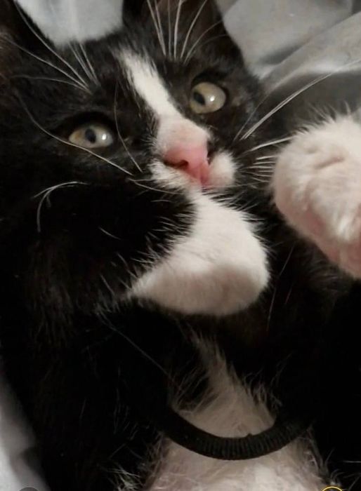 Грайливі кошенята