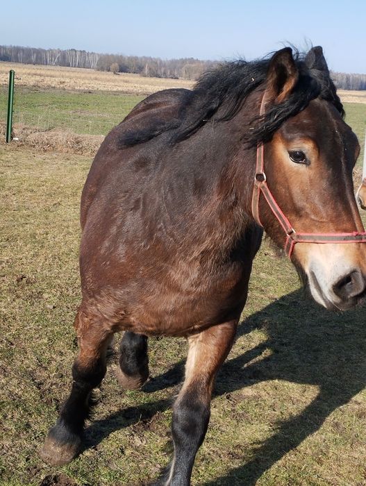 Sprzedam 18 miesięczną źróbkę zimnokrwistą