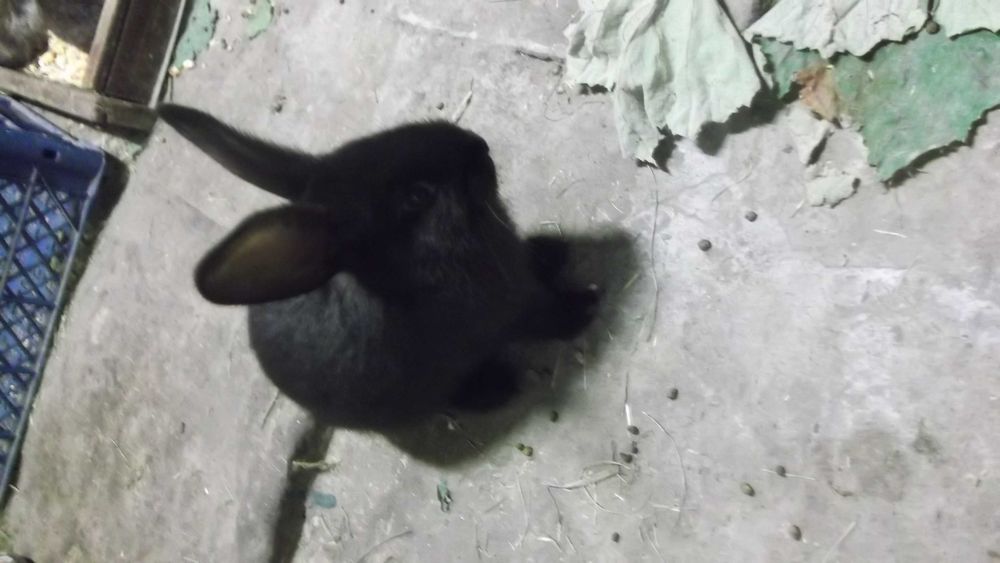 Кролі продам,м'ясо кролів