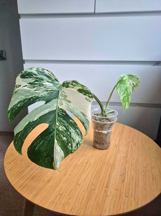 Monstera Variegata ukorzeniona pędówka z dobrymi genami