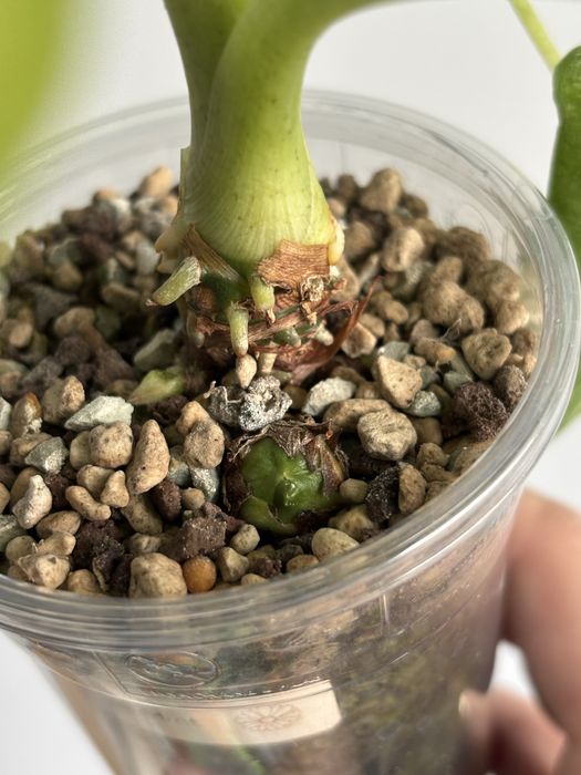 Alocasia frydek mint bulwa