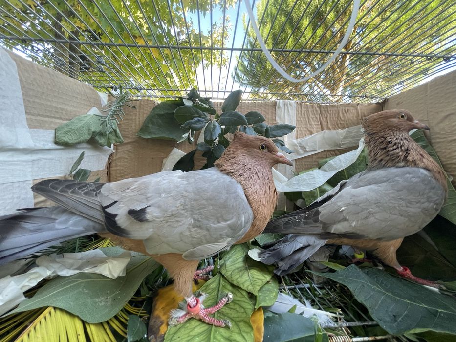 Arcajos asa azul peito dourado