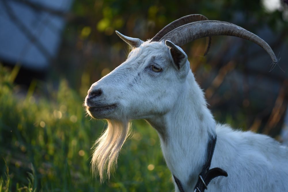 Коза Полтавська біла Житомир