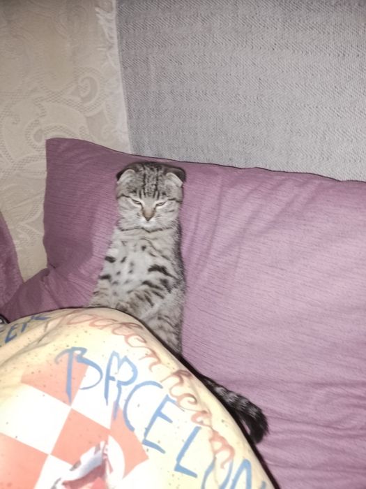 Кішечка шотландка веслоуха