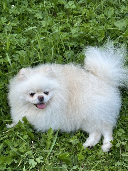 Вязка померанського шпіча, розвязаний