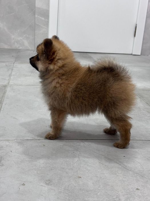 Spitz alemão macho  anão