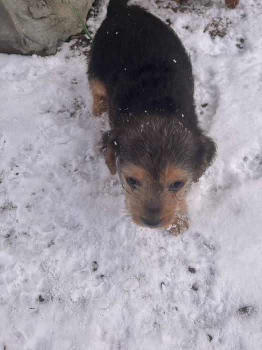 Цуценята в добрі руки