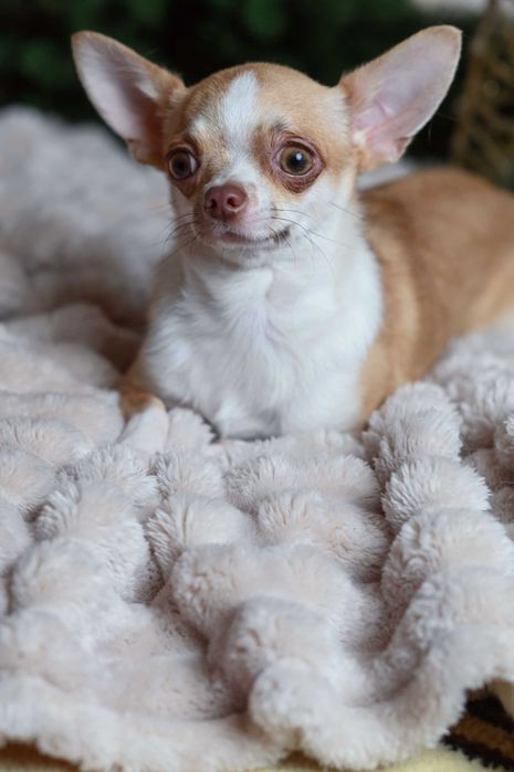 Девчонка чихуахуа в самые надежные руки