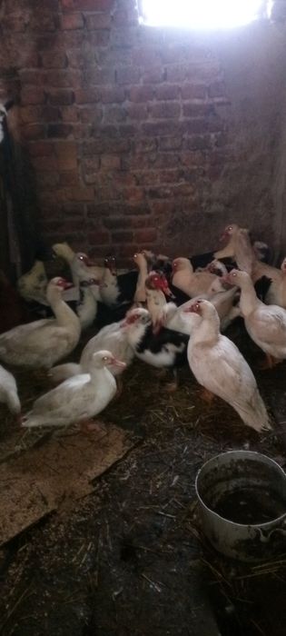 Продам качки 5 штук -1000 грн.