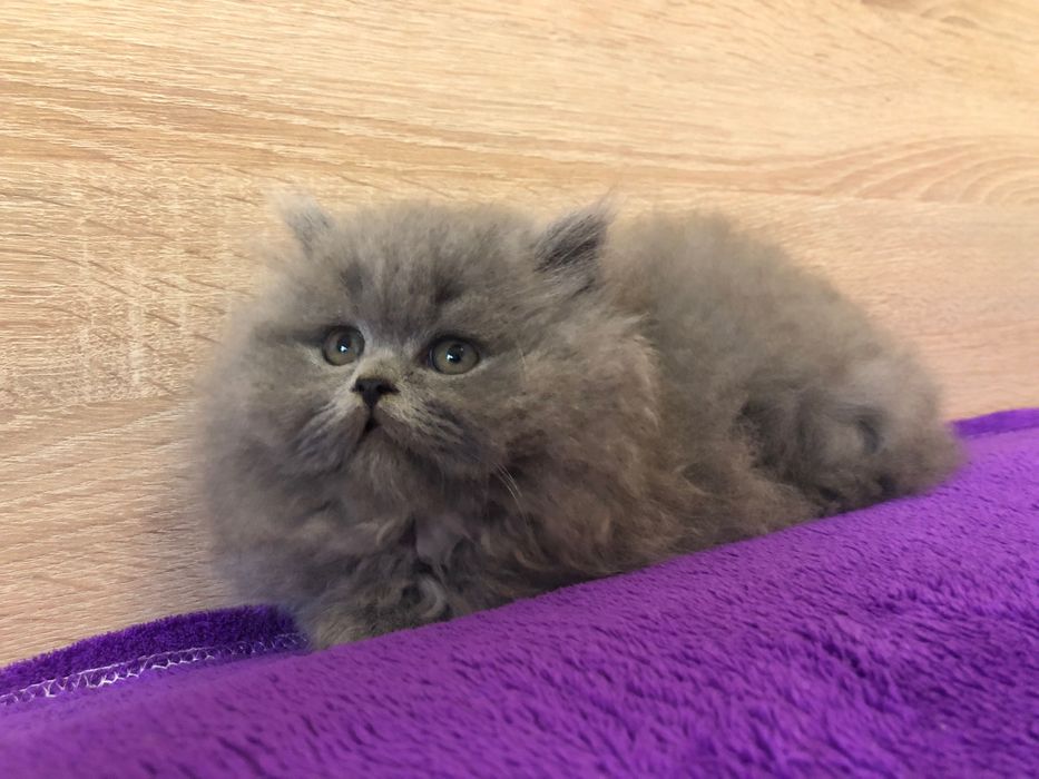 Scottish Straight Highland Negociável