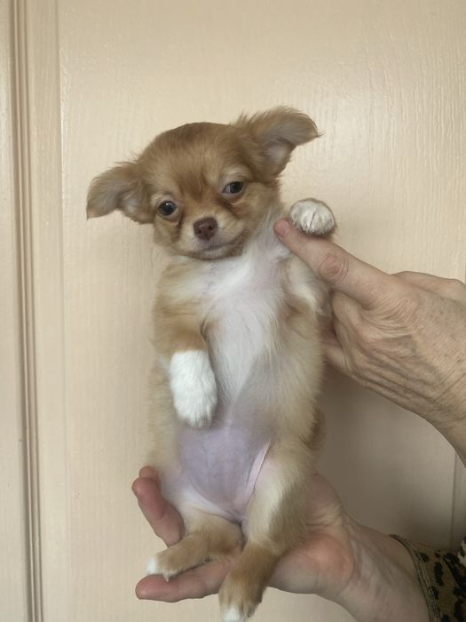 Дівчинка чихуахуа