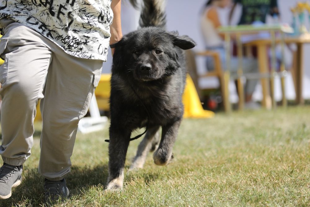 Кавказская овчарка КСУ кобель для вязки