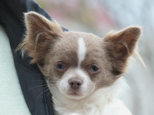Чіхуахуа  довгошерстний хлопчик, біло-голубий колір