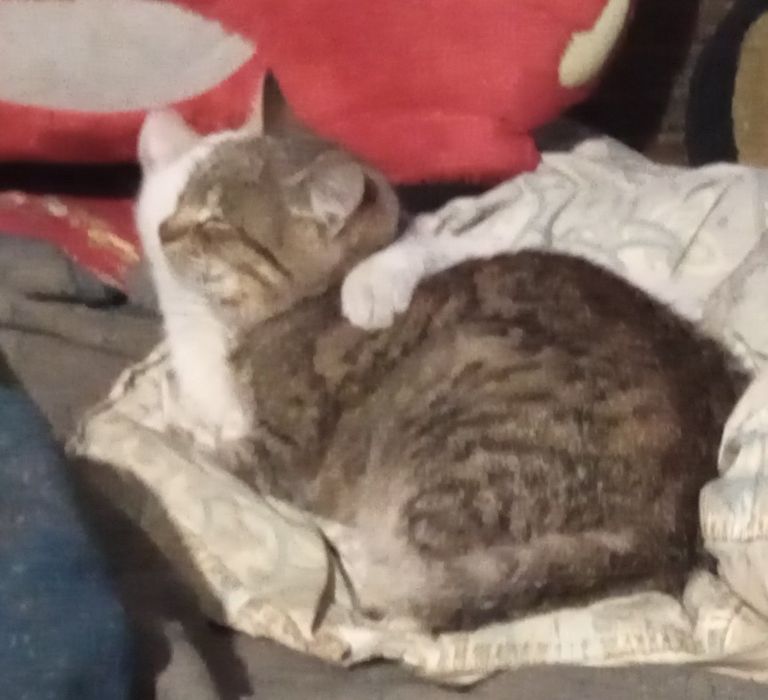 Кошки  переселенцы.